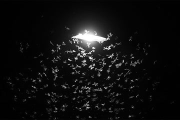 Do LED lights attract spiders?