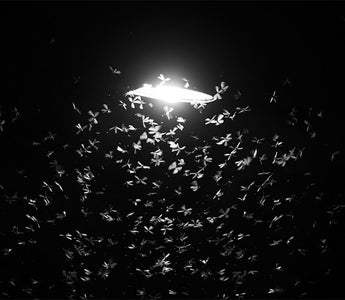 Do LED lights attract spiders?